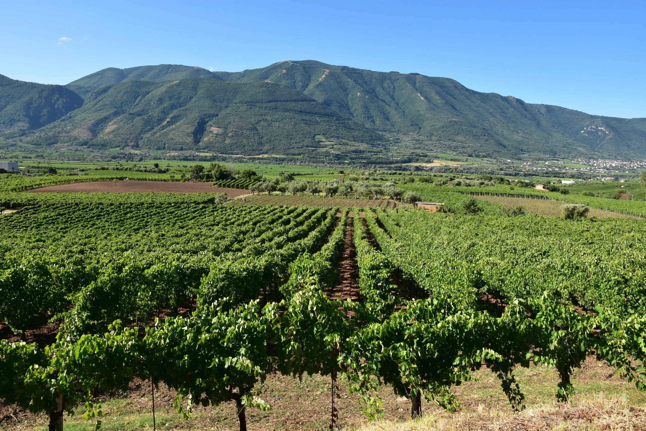 Sannio Land and Grapes shutterstock_1691937082 copia